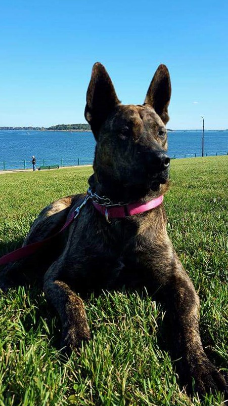 a dog sitting on top of a grass covered field